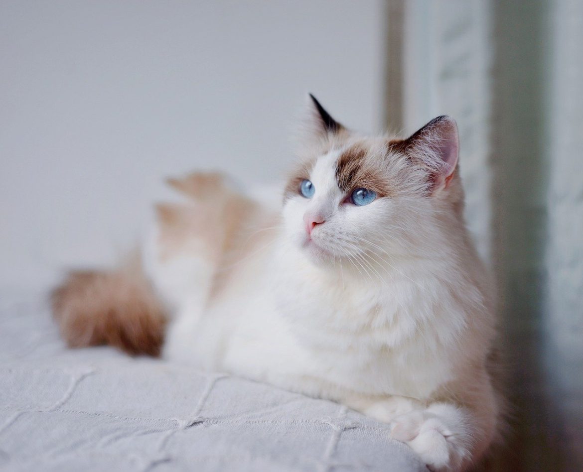 Fluffy Feline Bliss: Ragdoll Cat's Daily Care Routine