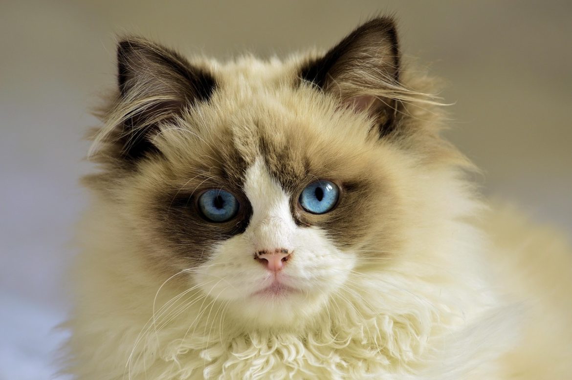 Feeding Your Ragdoll Cat: A Beginner's Guide