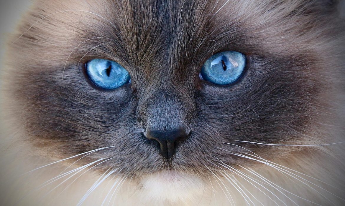 Complete beginner's guide to ragdoll cat care