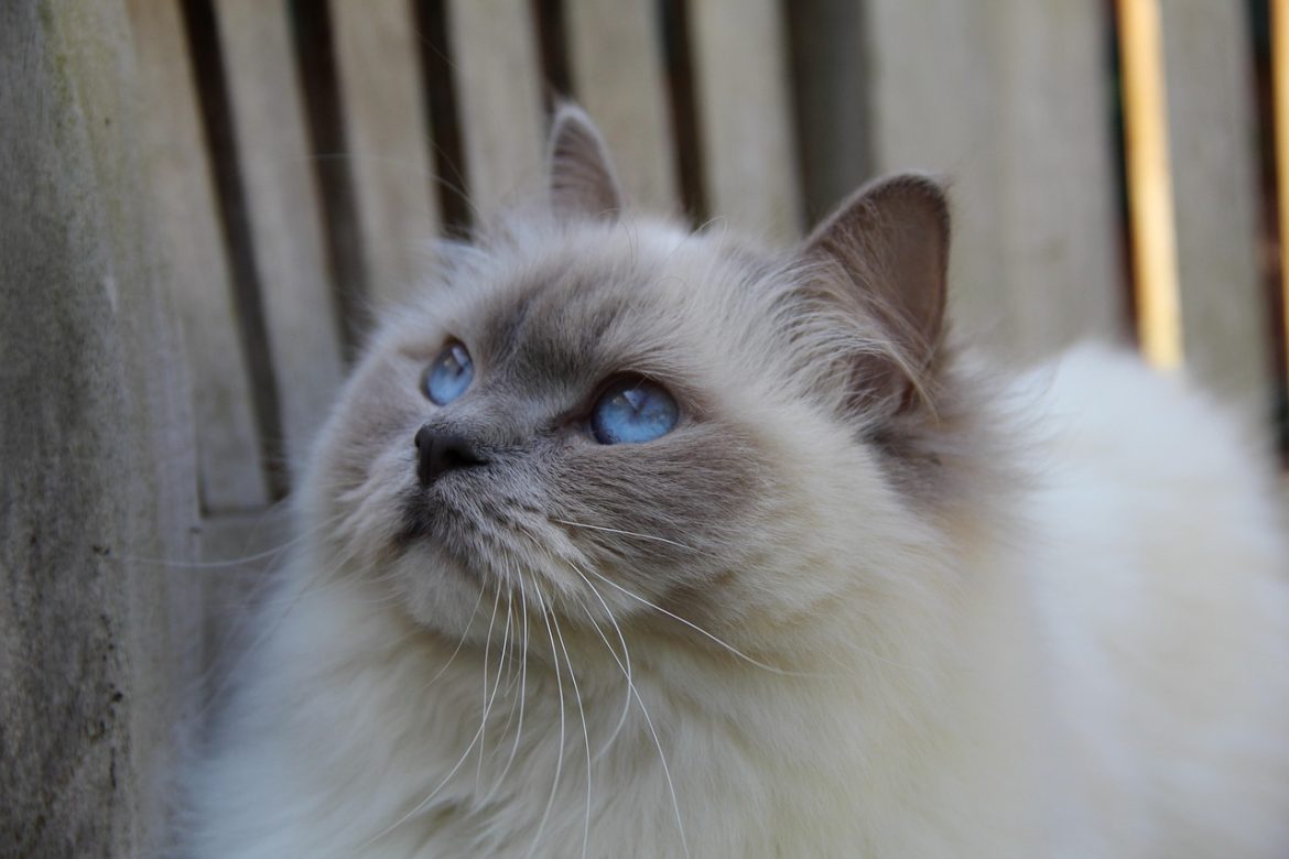 Ultimate Guide to Ragdoll Cat Grooming Tips at Home