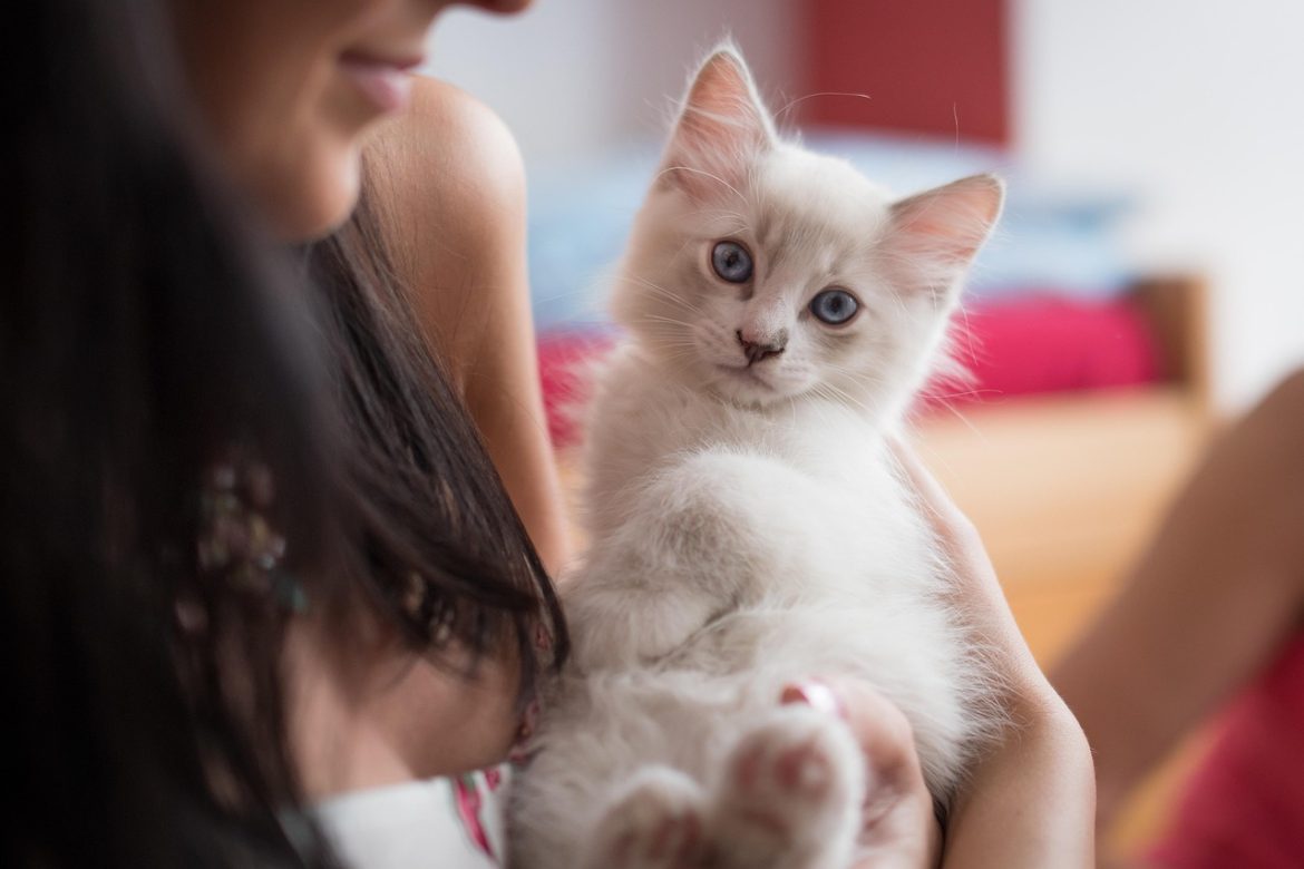 The Perfect Grooming Schedule for Your Ragdoll Cat